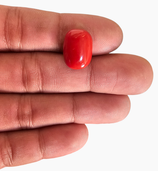 Natural Red Coral Oval Cabochon ( Moonga) 9.92 Carats 16.3 x 11.9 mm