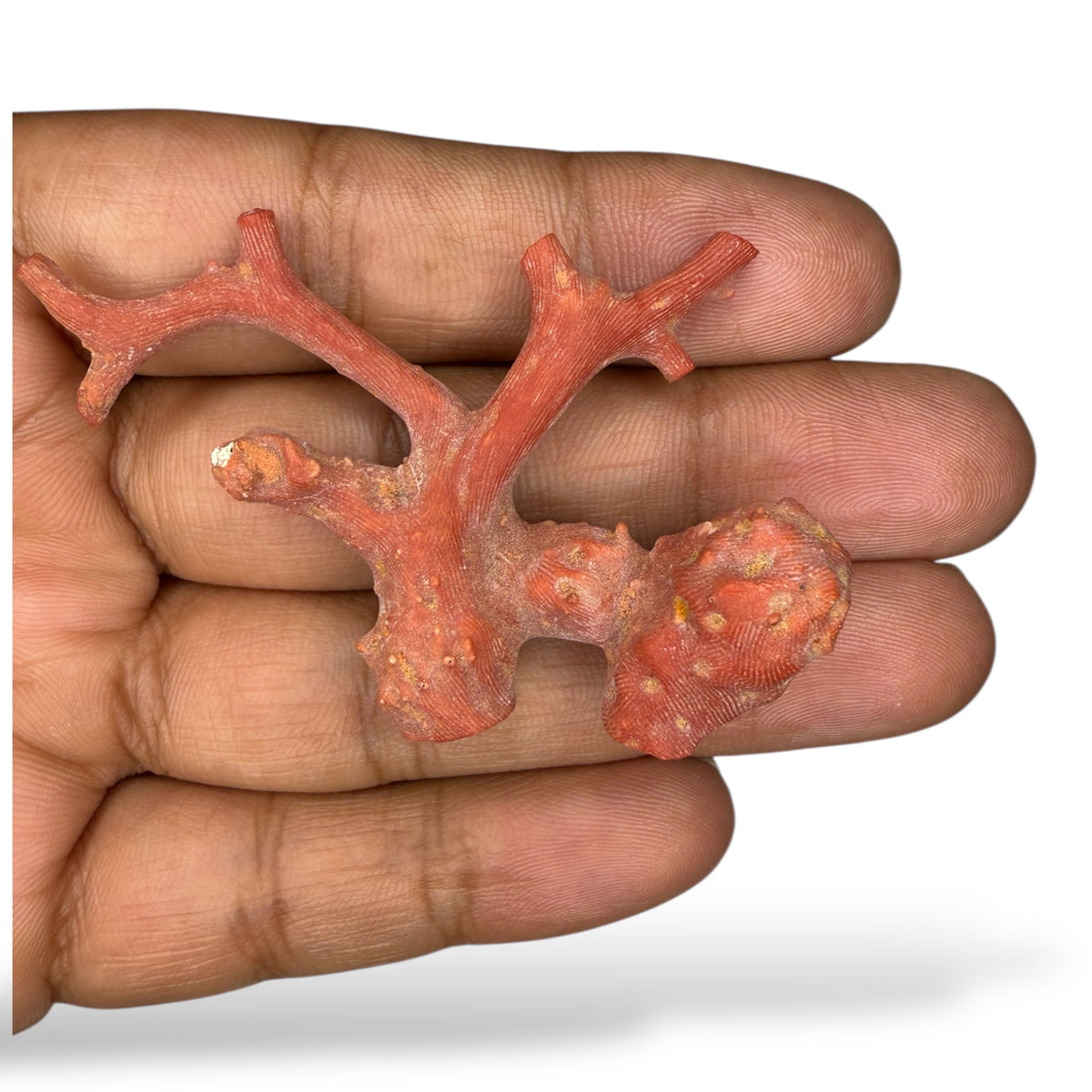 Natural Red Coral Raw Uncut 40.80 Carats