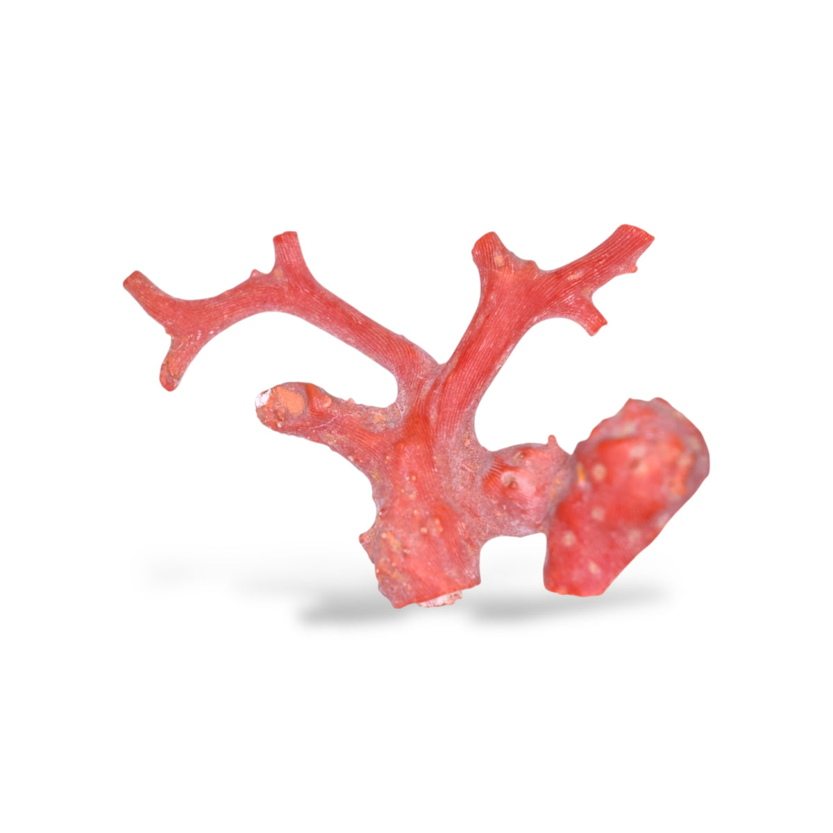 Natural Red Coral Raw Uncut 40.80 Carats