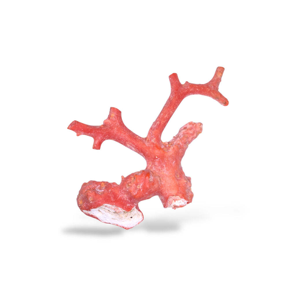 Natural Red Coral Raw Uncut 40.80 Carats