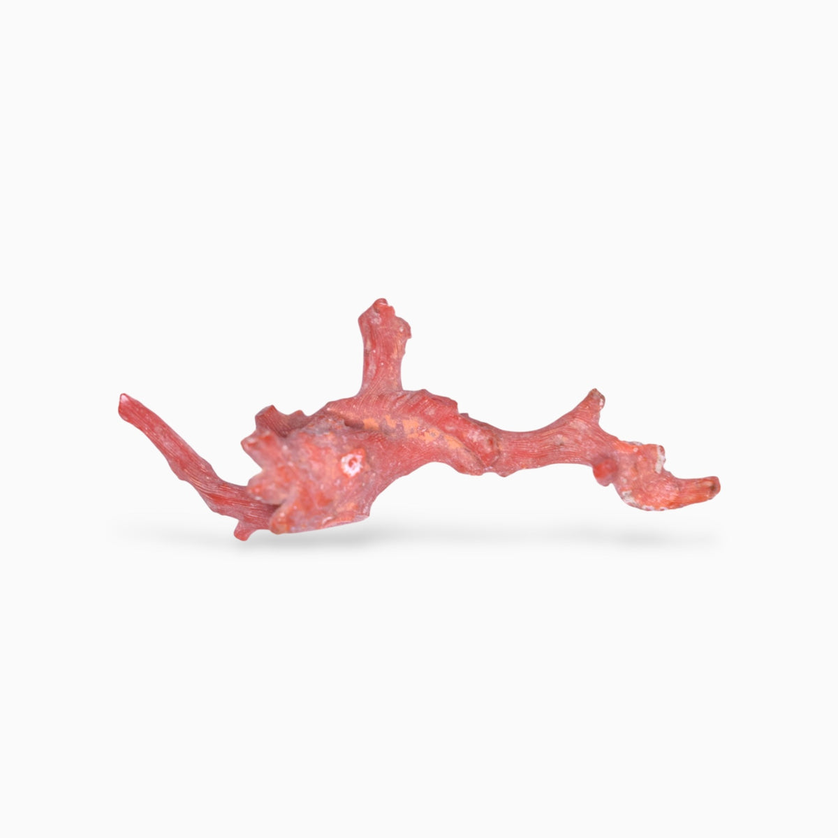 Natural Red Coral Rough Uncut 41.70 Carats
