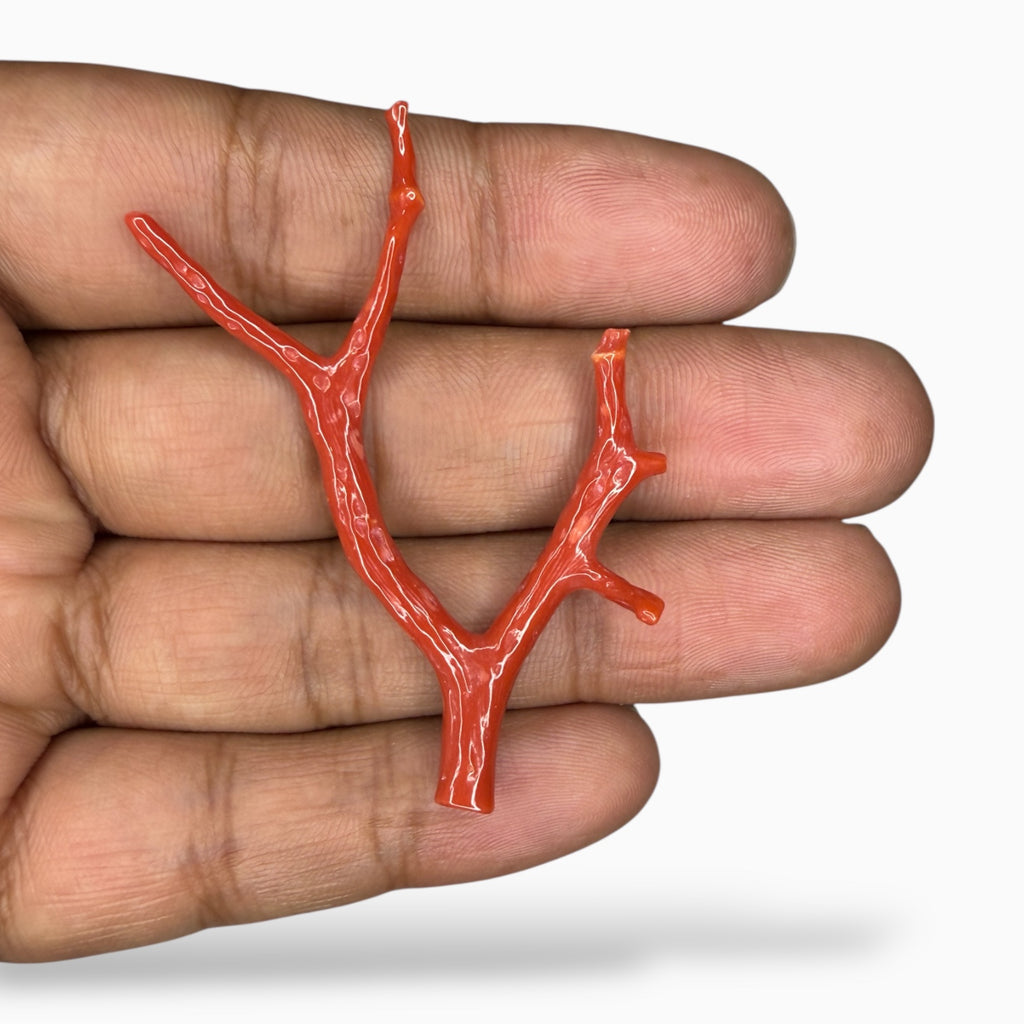 Natural Red Coral UnCut Raw With Polish 12.55 Carats
