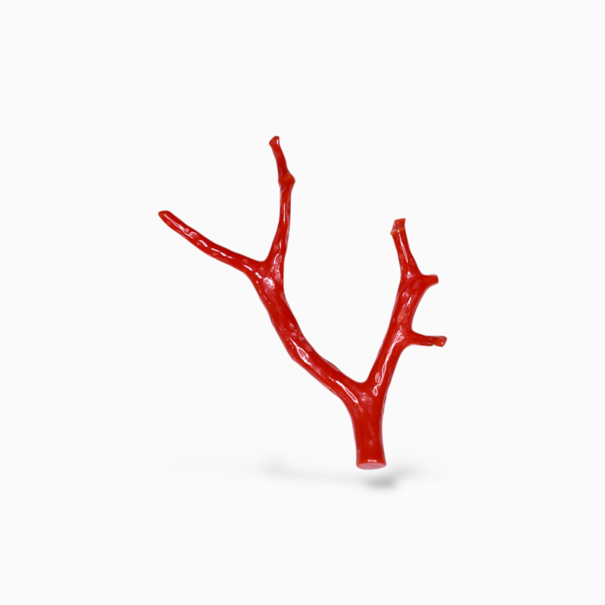 Natural Red Coral UnCut Raw With Polish 12.55 Carats