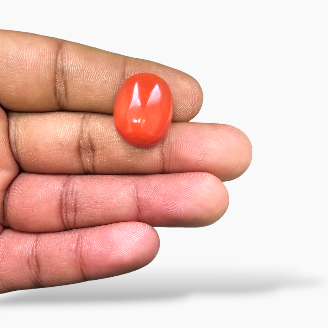loose Natural Coral  Stone 18.15 Carats Cabochon Shape  ( 19x15.5 mm ) 