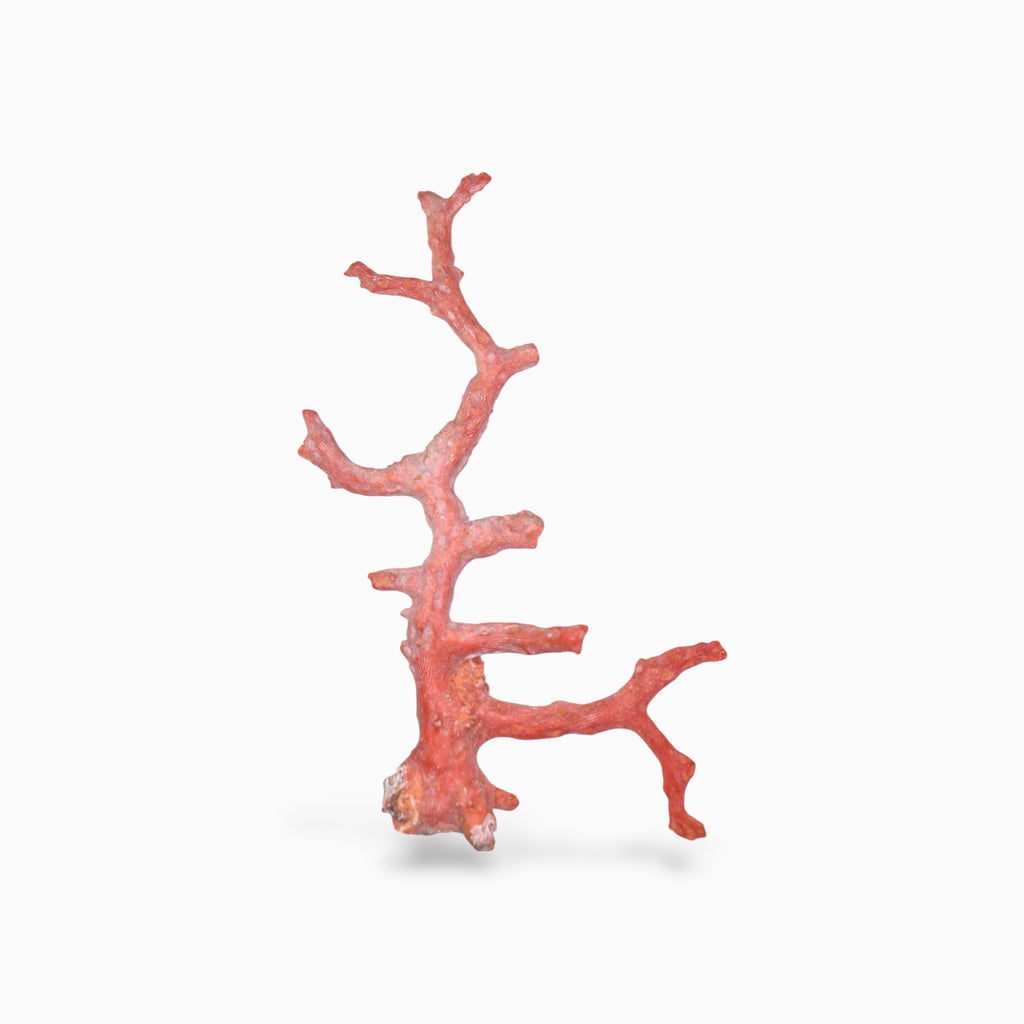 Red Coral Rough Uncut 45.28 Carats