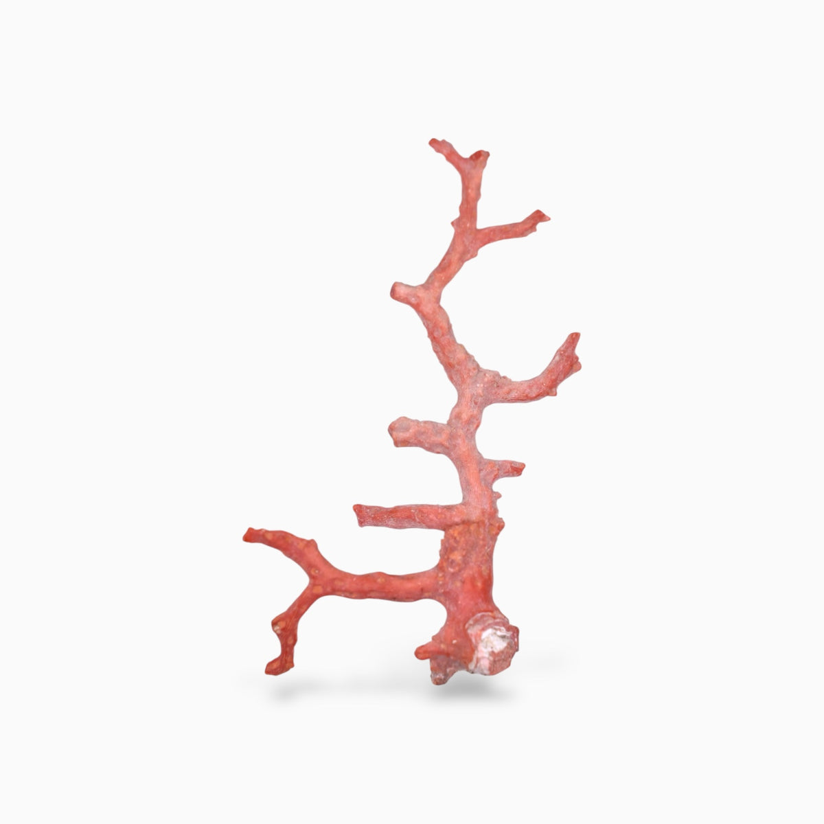 Red Coral Rough Uncut 45.28 Carats